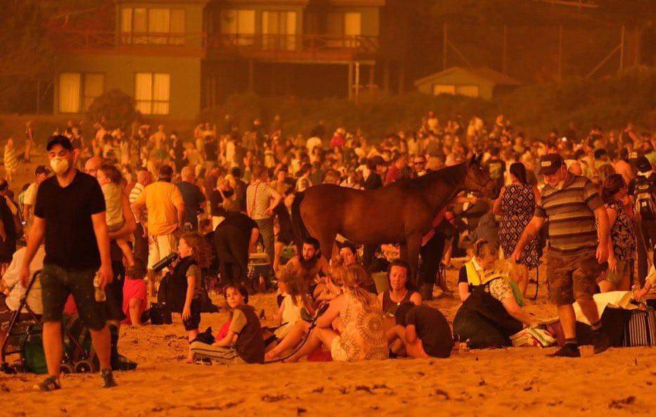 australian bushfire appeal - horse amongst crowds