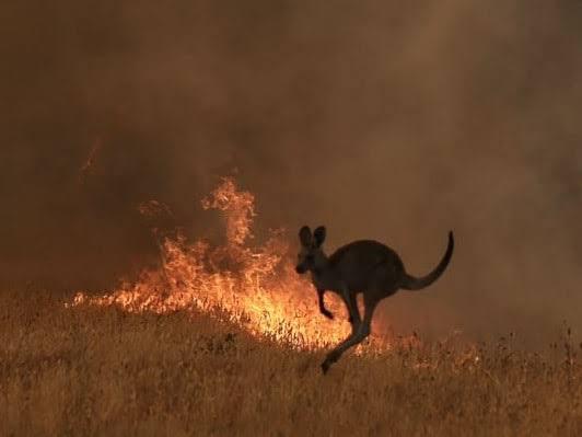 australian bushfire appeal - kangaroo running from fire